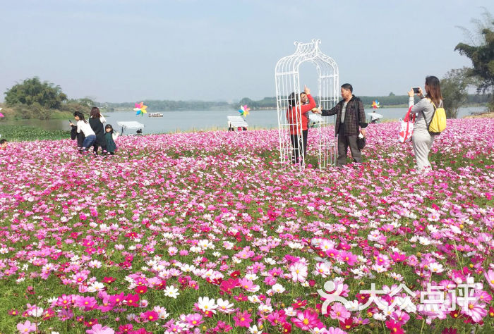 紫溪半岛花海世界景点图片 - 第9张