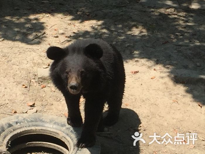 上海野生动物园图片 第10432张