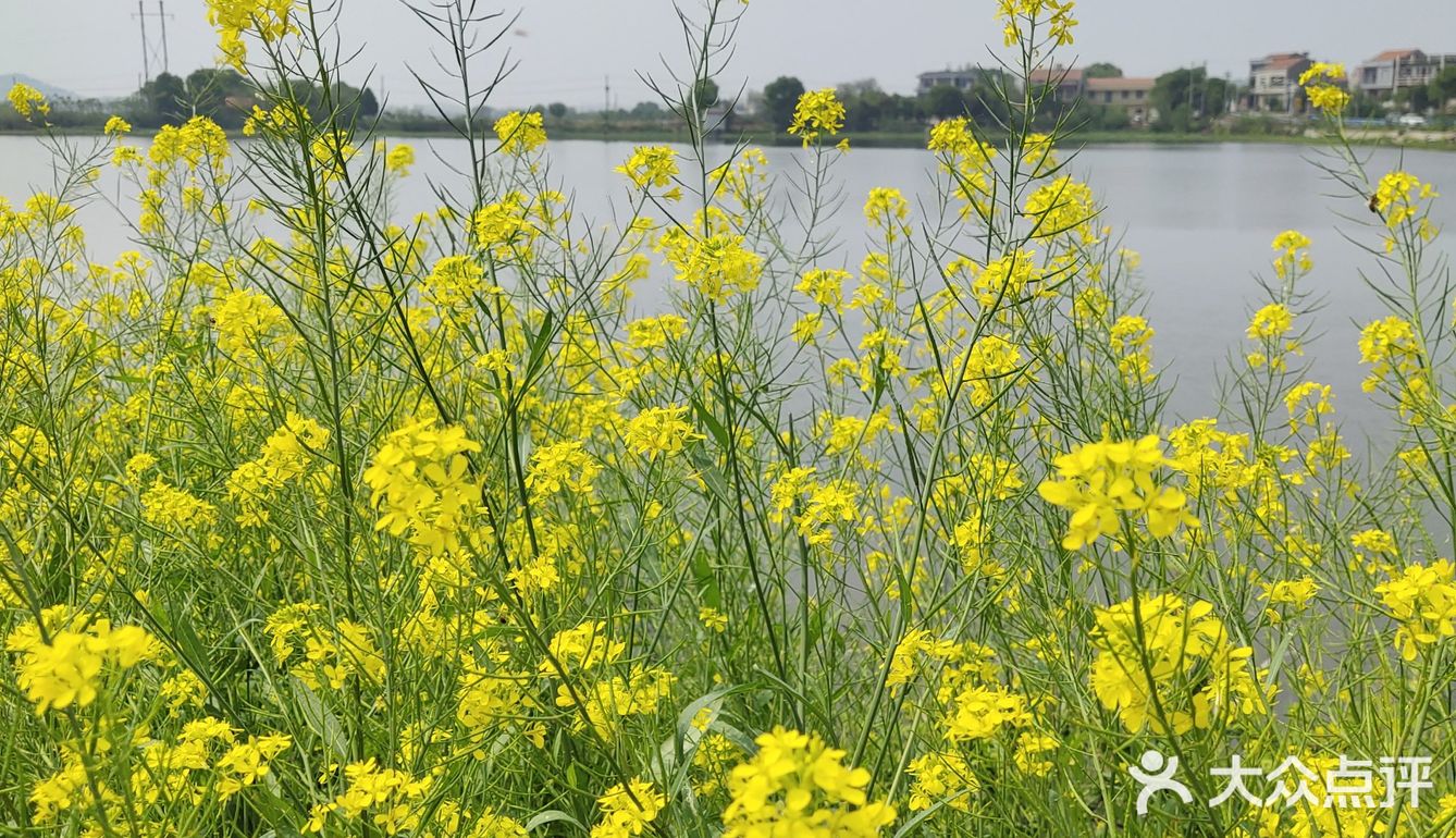 河边的油菜花,春天里随处可见的暖黄