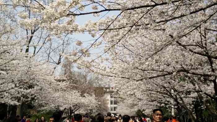 南京林业大学樱花大道