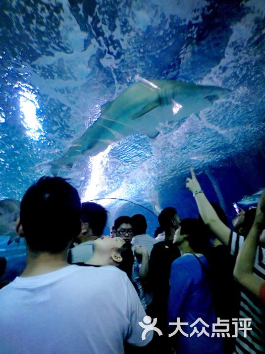 上海海洋水族馆的点评