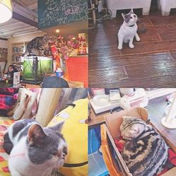 比较便宜的猫咪售卖店 97Gh6JSoaQiehcBOHf4iWBC93kYyoZEenP_jF_edxPos4z_FydFkzPHSBbYH_zu-F5u7J_jS4MuCaeLAHD0KTg.jpg