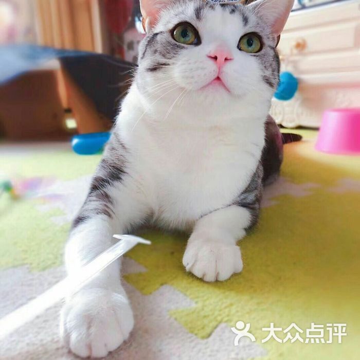 美短猫舍