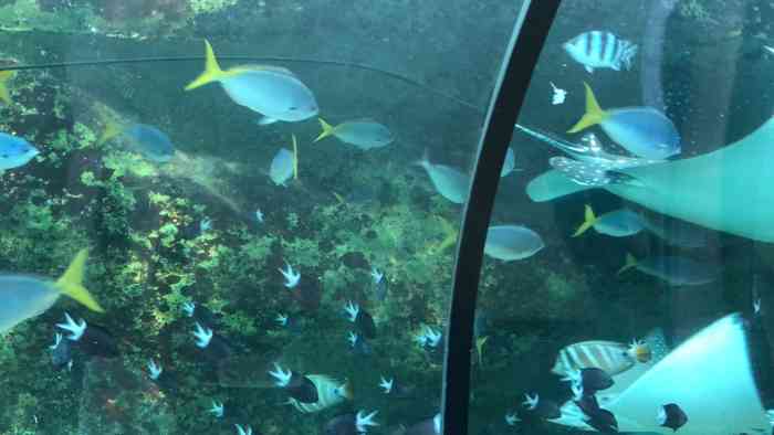 悉尼水族馆-"悉尼水族馆就建在情人港附近,主体建筑也