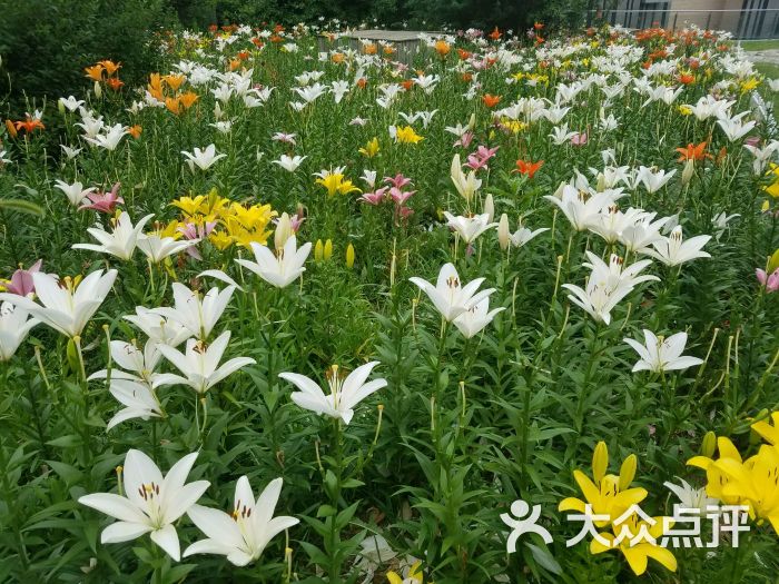 百合花