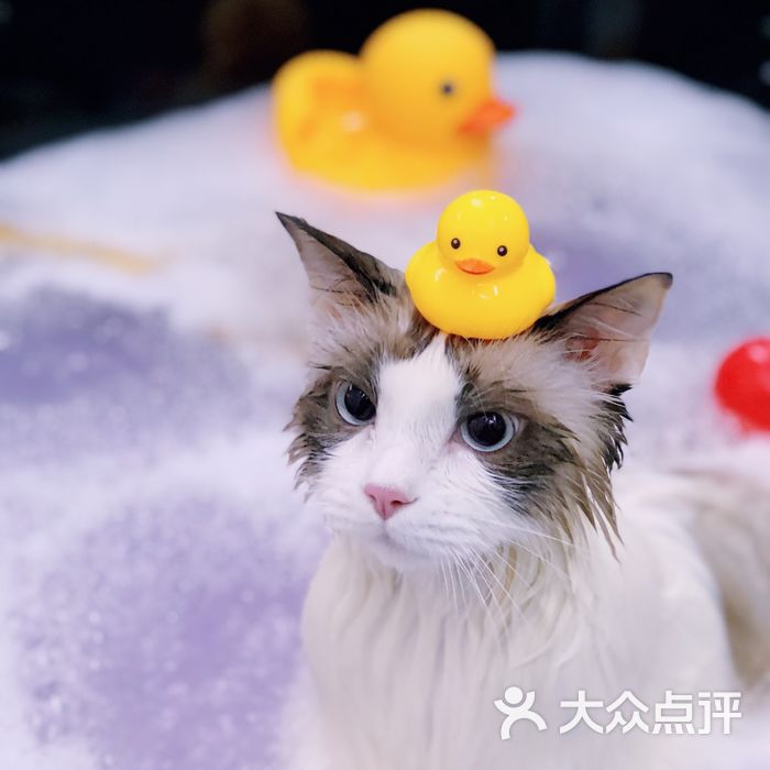 pony pet shop 小马儿宠物慕斯泡泡spa图片-北京宠物店-大众点评网