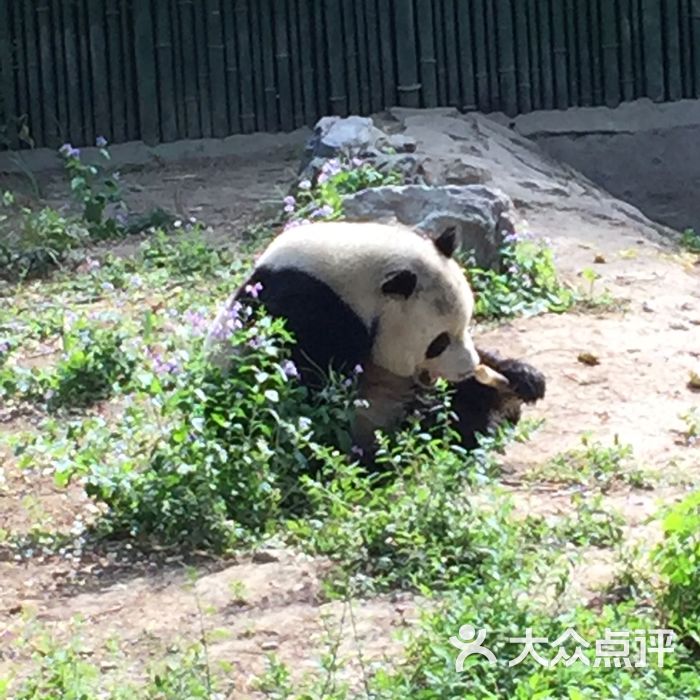 北京动物园熊猫馆图片-北京动物园-大众点评网
