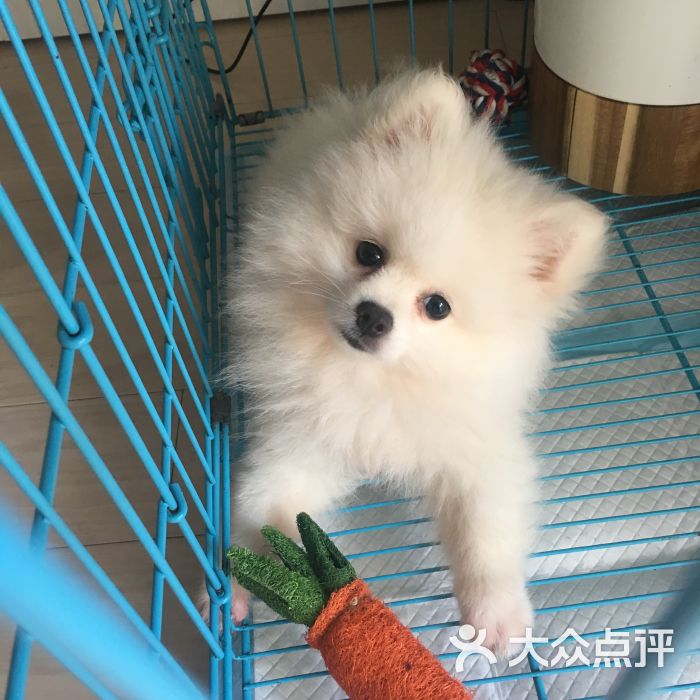 HIPPO HOME PET 河马家-图片-上海宠物-大众