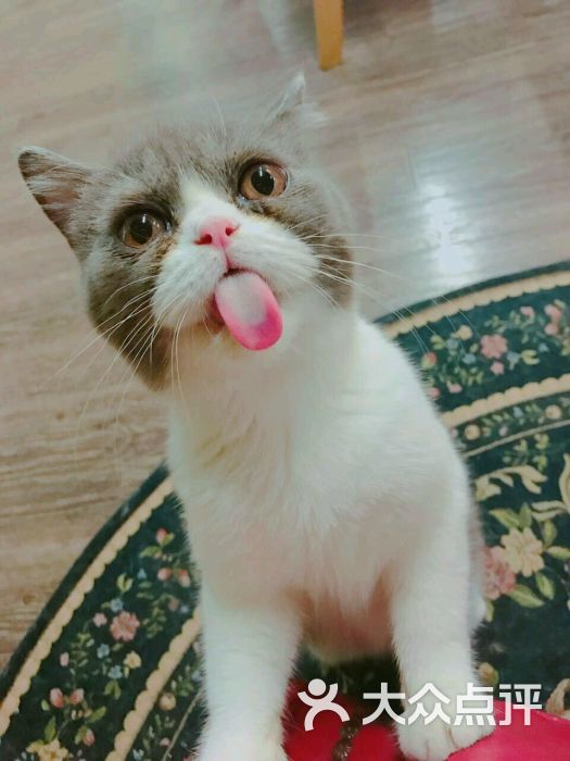 我可以咬你一口吗猫咖上传的图片