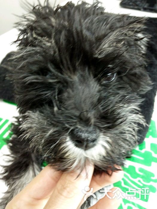 我宠我爱动物医院(沈阳和平店)-图片-沈阳宠物