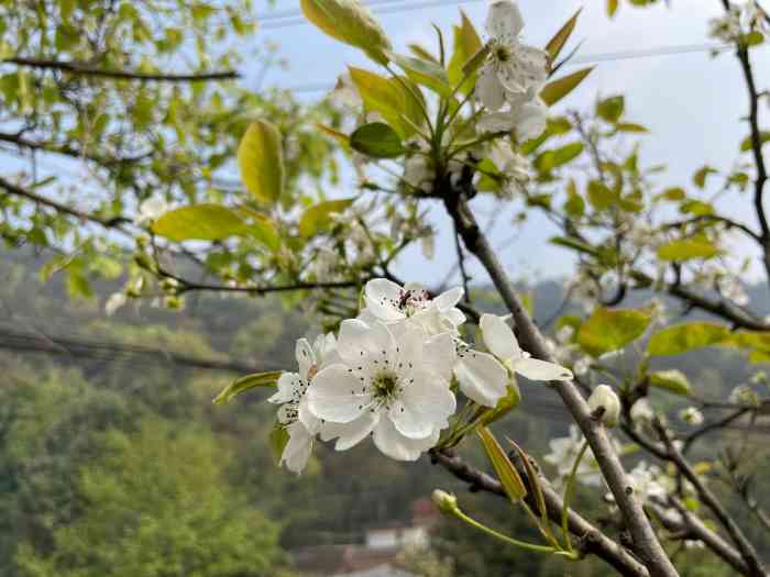 梨花溪风景区-"这条信息显示的是 梨花溪风景区 地址永商.