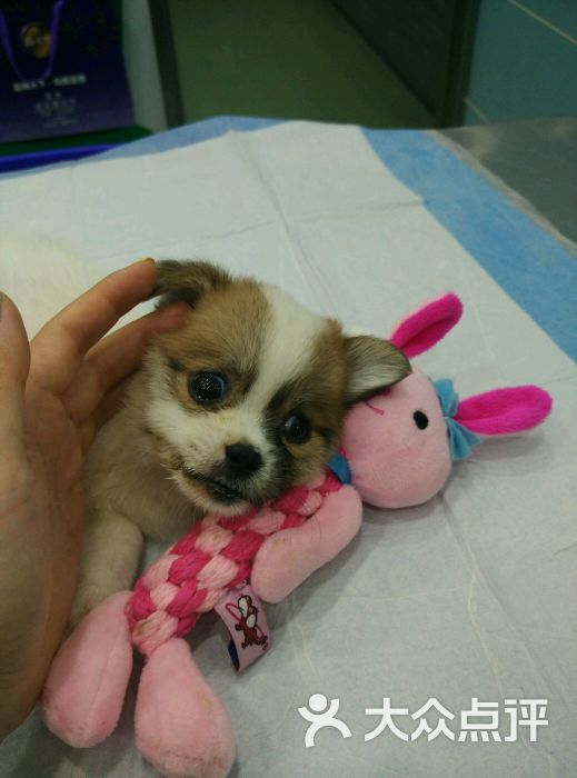 上海宠物店 宠物狗狗买卖交易(上海浦东宠物店