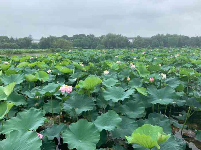 荷塘月色湿地公园-"屁股大个地方,没有什么特色,最多只能算是.