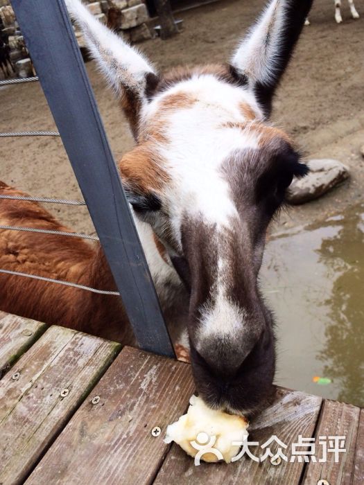 上海野生动物园