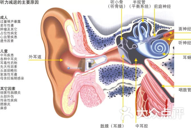 耳朵解剖图