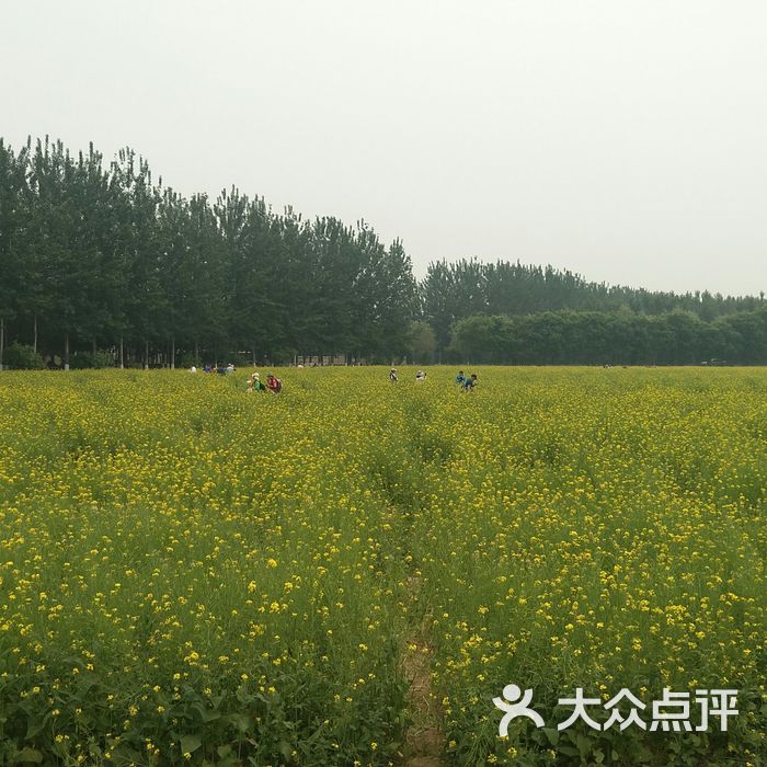 楼台油菜花田