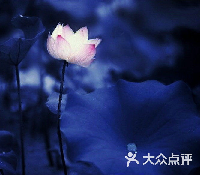蓝色荷花