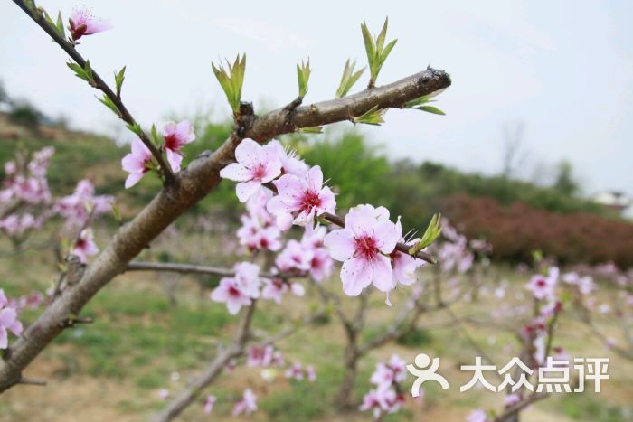 桃花山庄图片 第3张