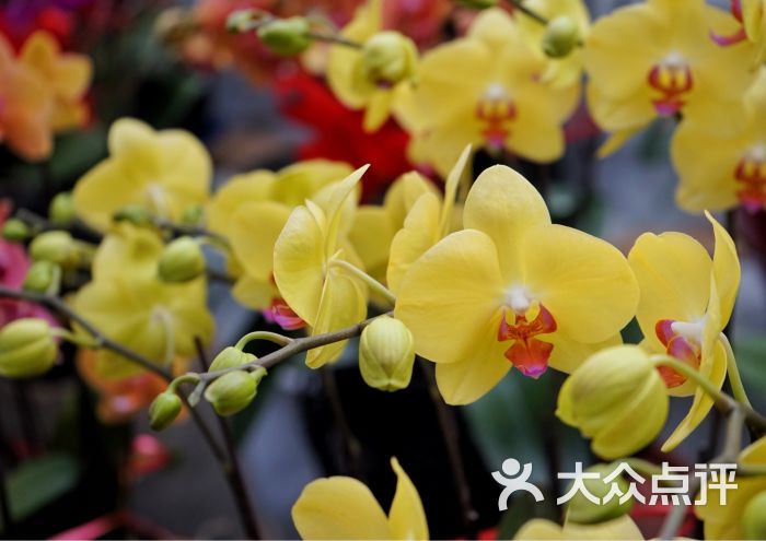 花乡花卉市场-图片