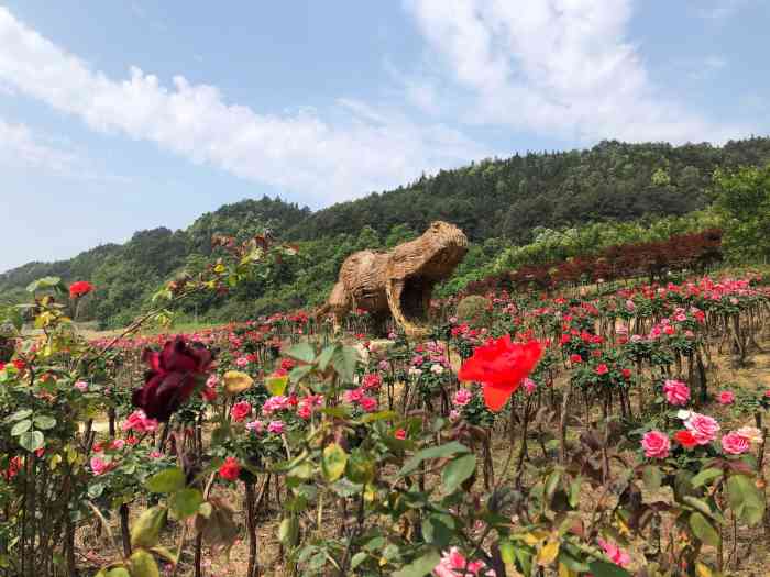 山城玫瑰花海