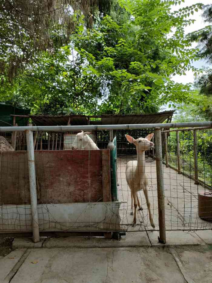 绵阳动物园-"动物很少,不过长这么大,我是第一次去看.