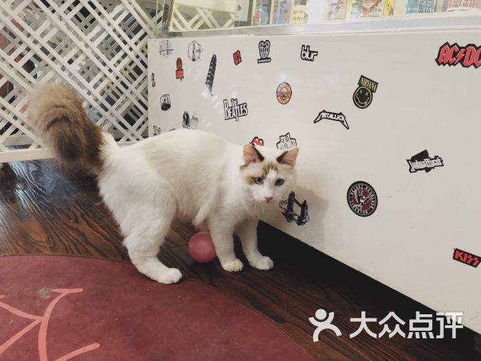 喵仙女猫咖啡-图片-杭州美食-大众点评网