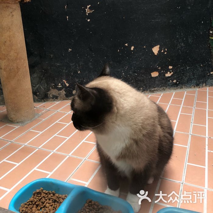 猫咪博物馆