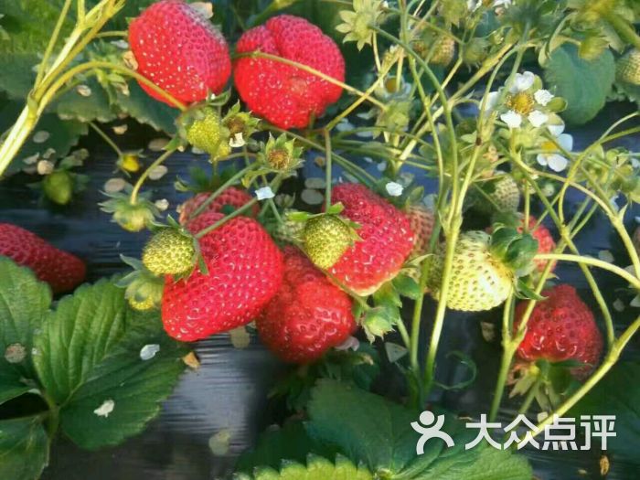 金州杨帆草莓采摘园图片 - 第11张