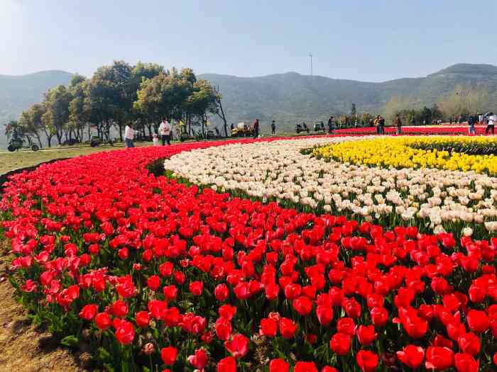 半汤郁金香高地景区-"清明假期去的,人很多,花很多都.