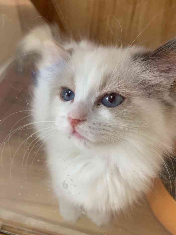 猫福瑞平价健康猫舍布偶金渐层