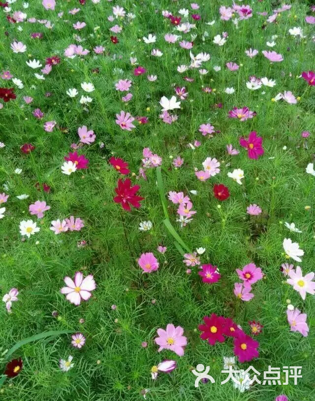 花千谷格桑花世界图片 - 第9张
