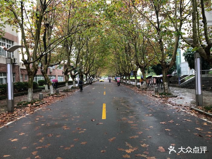 四川农业大学梧桐大道图片 - 第28张