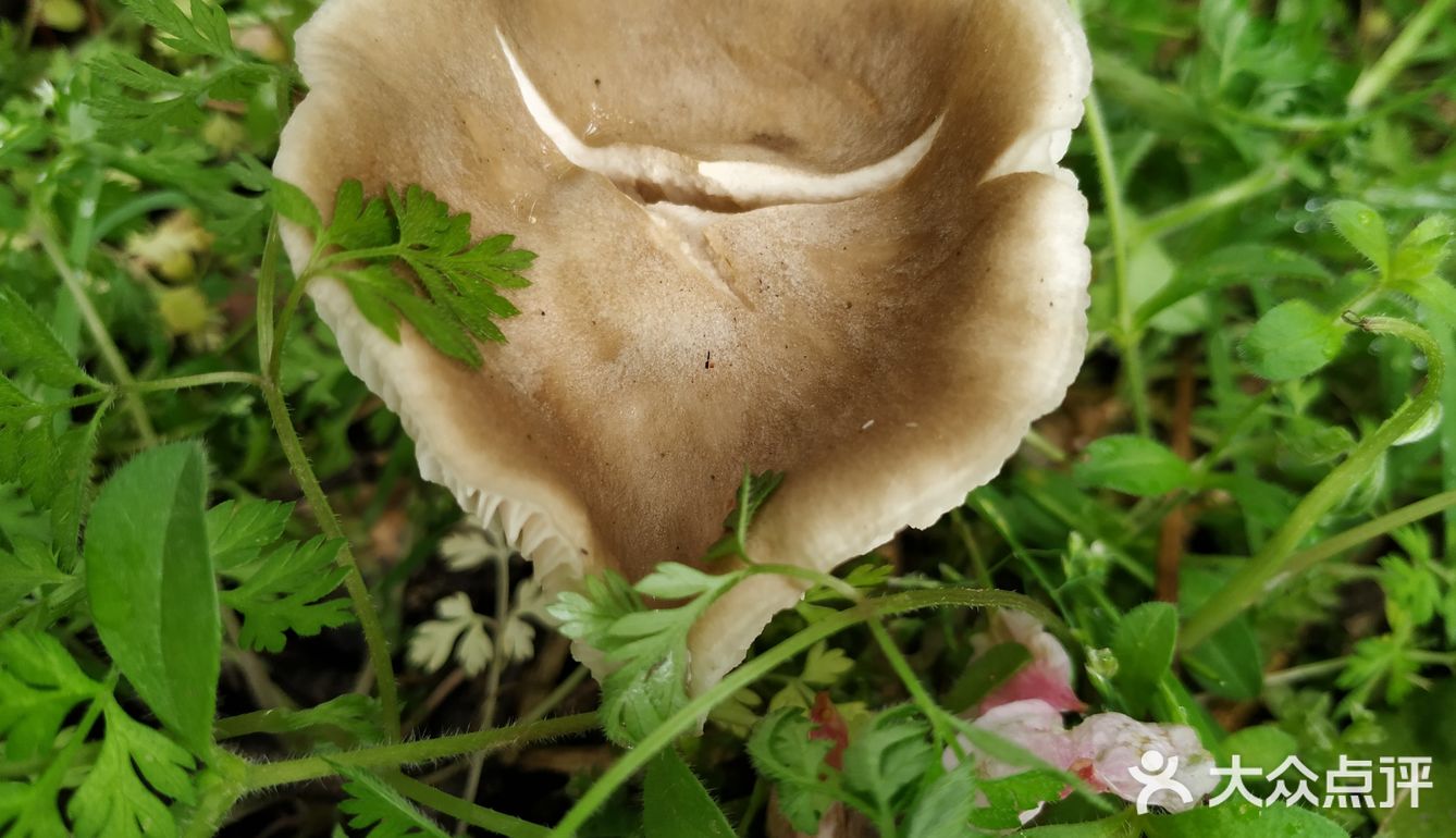 桃花开放的季节春雨之后桃树周围会长出桃花菌