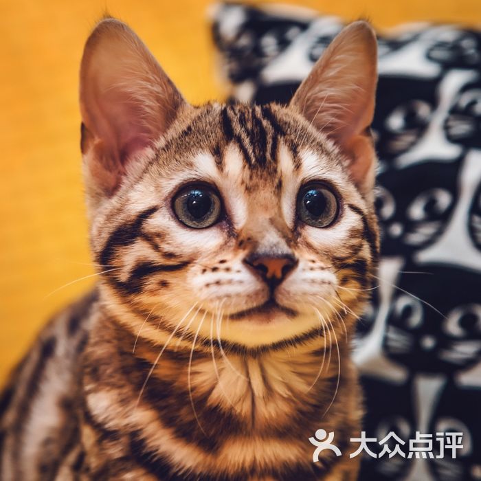 虎头猫猫咪生活体验馆