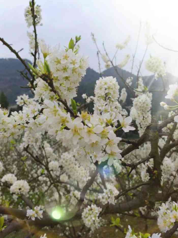 印盒李花生态旅游区