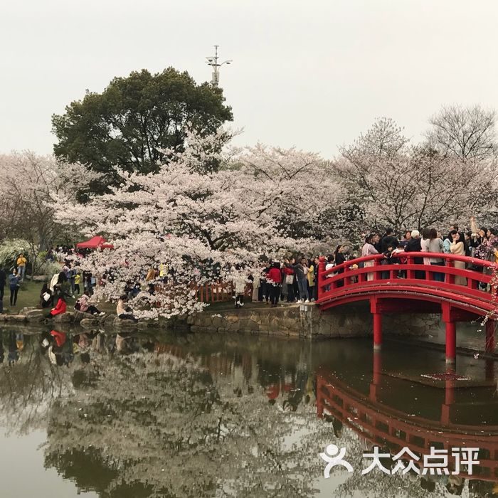 东湖磨山樱花园