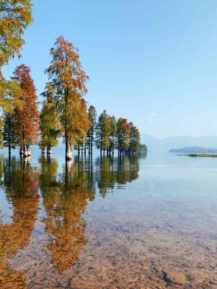 四明湖水杉湿地-"水杉林还是一如既往地好看,一年四季