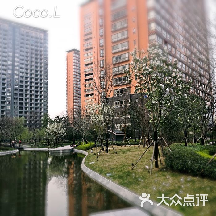 龙洲伊都