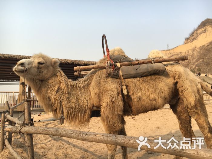 古柏渡飞黄旅游区的点评