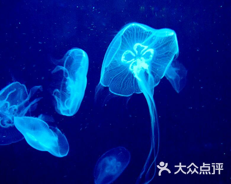 上海海洋水族馆图片 - 第5783张