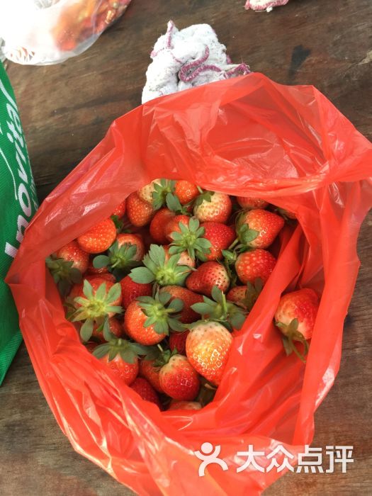 广州生物岛草莓园-图片-广州景点-大众点评网