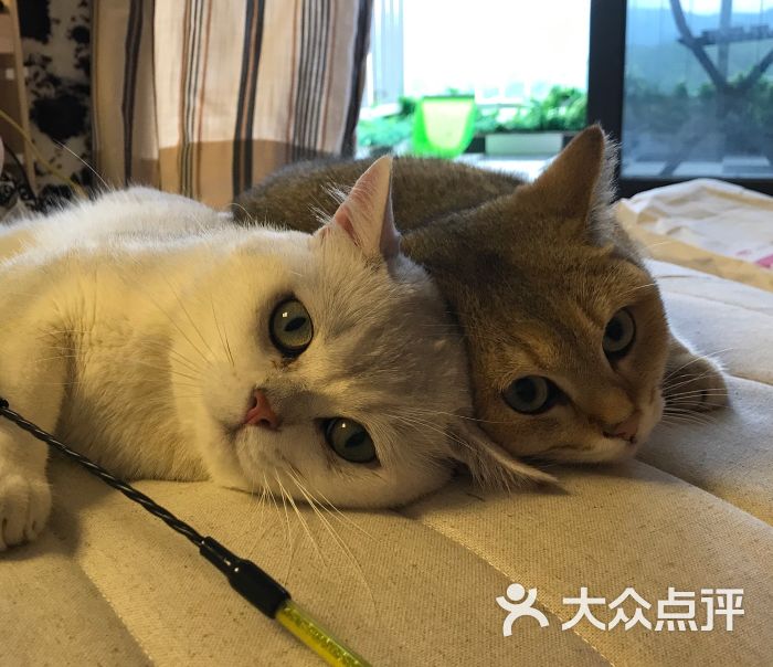 mocha猫咖休闲猫咪生活馆图片 第6张