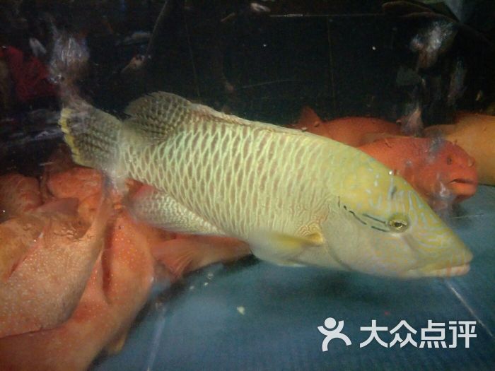 苏眉