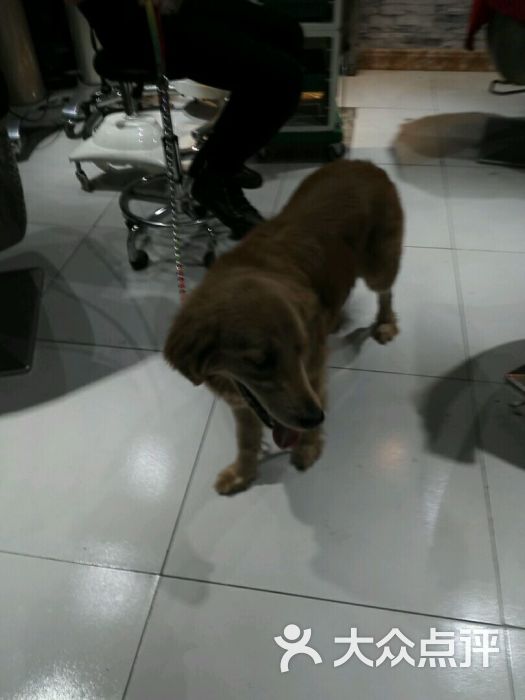 小宠当家-图片-北京宠物