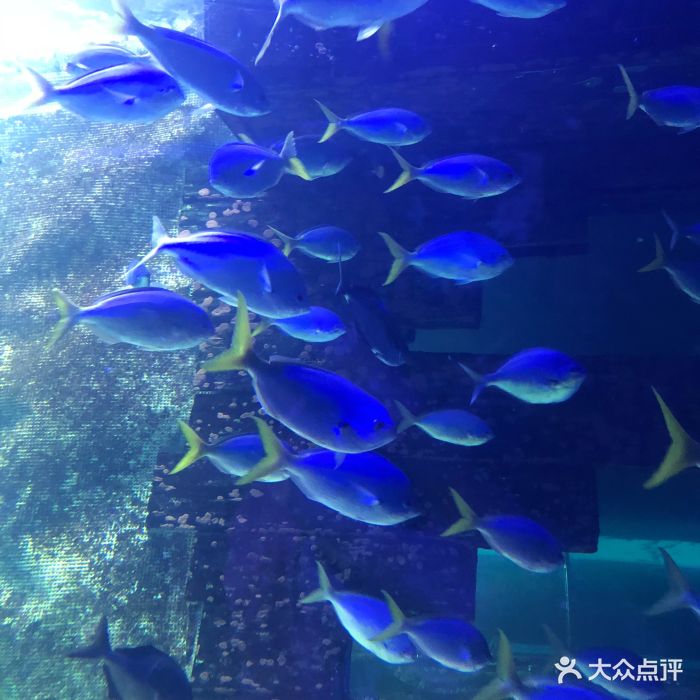 悉尼水族馆图片 - 第118张