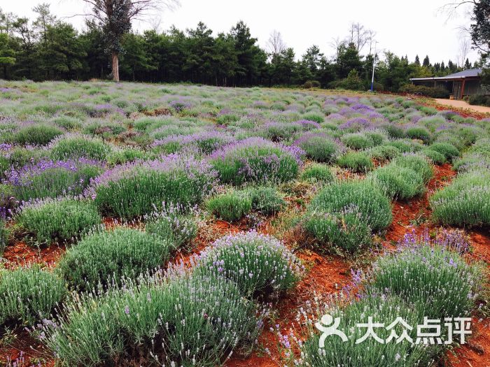 香草芳林-景点图片-昆明周边游-大众点评网