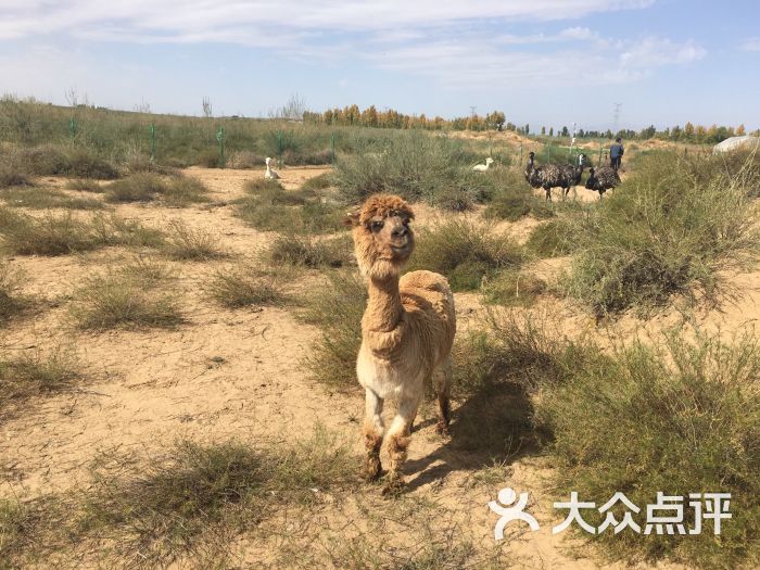 恩格贝生态旅游区图片 - 第4张