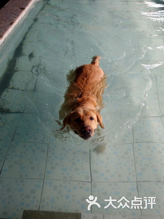 pet家宠物乐园-图片-北京宠物