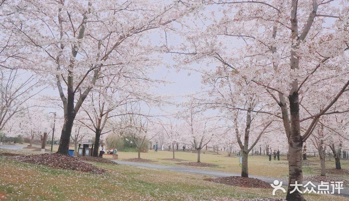 顾村公园浪漫樱花