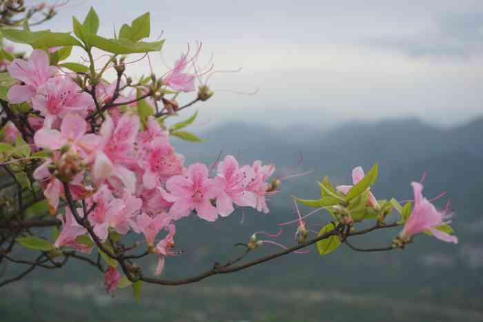 来金峨山看杜鹃花